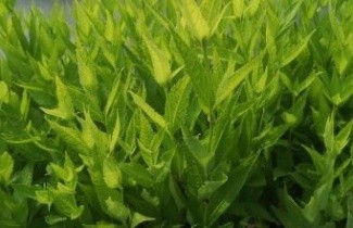 Afbeelding Schildpadbloem wit - Chelone obliqua 'Alba'
