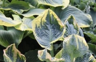 Afbeelding Hartlelie 'Aureomarginata' - Hosta 'Aureomarginata'
