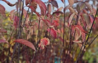 Afbeelding Kornoelje 'Kesselringii' - vakbeplanting - Cornus alba 'Kesselringii'