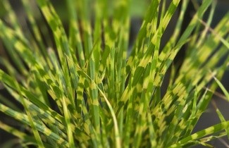 Afbeelding bontbladig prachtriet - Miscanthus sinensis 'Gold Bar'