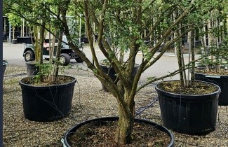 Afbeelding Storaxboom japonicus - Styrax japonicus