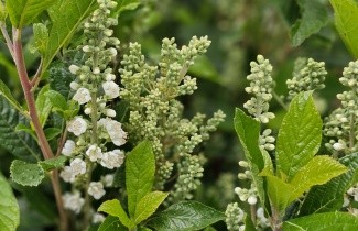Afbeelding Schijnsels 'Anne Bidwell' - Clethra alnifolia 'Anne Bidwell'
