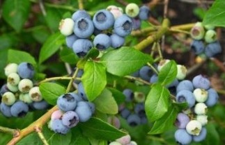Afbeelding Blauwe bes 'Northblue' - Vaccinium corymbosum 'Northblue'