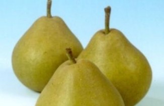 Afbeelding Stoofpeer "Wellemanpeer" - Pyrus communis 'Wellemanpeer'