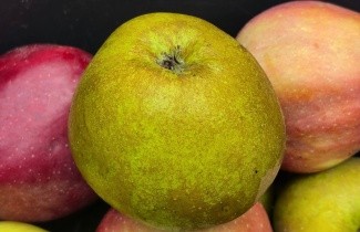 Afbeelding Appel 'Schone van Boskoop' - Malus domestica 'Schone van Boskoop'