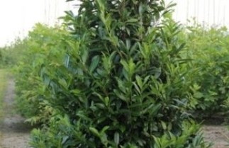 Afbeelding Laurierkers - Prunus laurocerasus 'Caucasica'