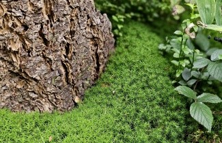 Afbeelding Douglasspar - Pseudotsuga menziesii