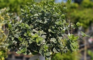 Afbeelding Kardinaalsmuts 'Emerald Gaiety' - Euonymus fortunei 'Emerald Gaiety'