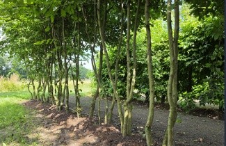 Afbeelding Haagbeuk - Carpinus betulus