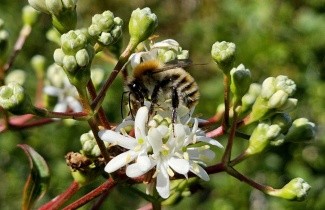 Afbeelding Zevenzonenboom - Heptacodium miconioides