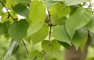 Afbeelding Zilverberk - Beveerd - Betula albosinensis 'Fascination'