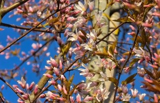 Afbeelding Krentenboompje 'Robin Hill' - Amelanchier arborea 'Robin Hill'