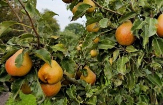Afbeelding Stoofpeer 'Gieser Wildeman' - Pyrus communis 'Gieser Wildeman'