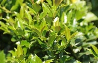 Afbeelding Hulst 'Blue Maid' - Ilex meserveae 'Blue Maid'