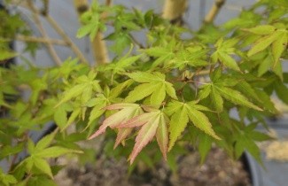 Afbeelding Japanse Esdoorn 'Bi-hoo' - Acer palmatum ‘Bi-hoo’
