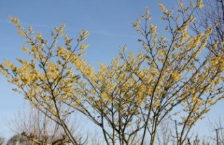 Afbeelding Toverhazelaar 'Arnolds Promise' - Hamamelis 'Arnolds Promise'