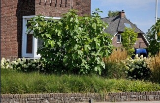 Afbeelding Vijg - Ficus carica