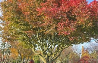 Afbeelding Japanse Esdoorn - Acer palmatum
