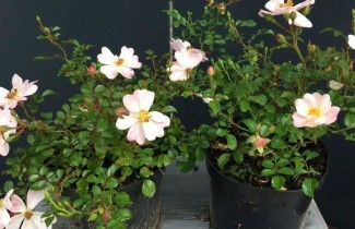 Afbeelding Heesterroos 'Medeo' - Rosa (F) Medeo