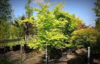 Afbeelding Japanse Esdoorn 'Ayogi' - Acer palmatum 'Aoyagi'