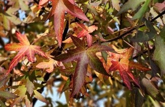 Afbeelding Amberboom 'Worplesdon' - Liquidambar styraciflua 'Worplesdon'