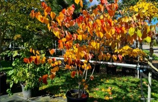 Afbeelding Amerikaanse Judasboom 'Merlot' - Cercis canadensis 'Merlot'
