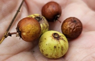 Afbeelding Chinese dadel - Ziziphus 'Jujuba'