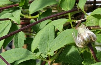 Afbeelding Bosrank alpina - Clematis alpina