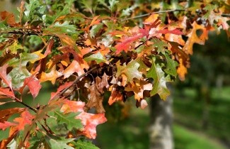 Afbeelding Moeraseik - Quercus palustris