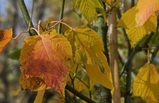 Afbeelding Streepjesbast esdoorn - Acer rufinerve