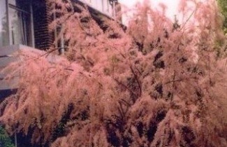 Afbeelding Tamarisk - vakbeplanting - Tamarix tetrandra