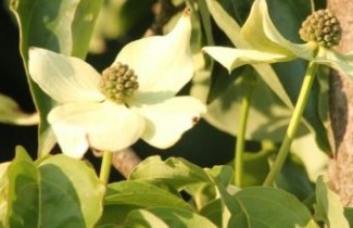 Afbeelding Japanse kornoelje, tuinbonsai - Cornus kousa