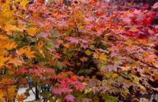 Afbeelding Japanse Esdoorn 'Saoshika' - Acer palmatum 'Saoshika'