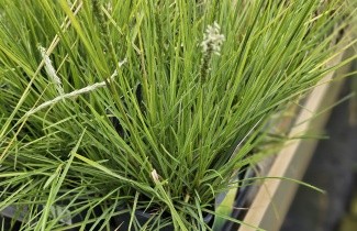 Afbeelding Blauwgras - Sesleria autumnalis