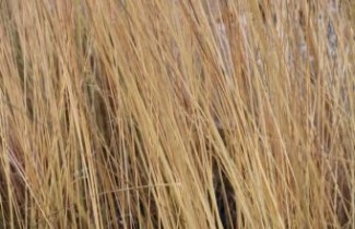 Afbeelding Pijpestrootje 'Heidebraut' - Molinia caerulea 'Heidebraut'