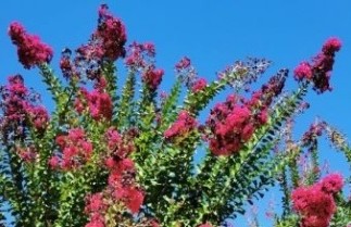 Afbeelding Lagerstroemia indica 'Tuscarora' - Lagerstroemia indica 'Tuscarora'