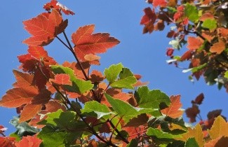 Afbeelding Amerikaanse esdoorn - Acer rubrum 'Summer Red'