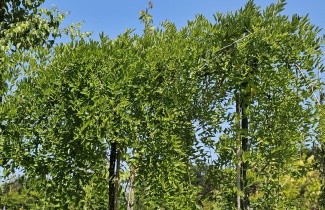 Afbeelding Treurvormige Japanse Honingboom - Sophora Japonica 'Pendula'