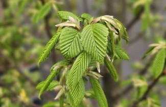 Afbeelding Zuilvormige haagbeuk - Carpinus betulus 'Lucas'