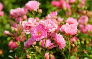 Afbeelding Trosroos 'The Fairy' - Rosa 'The Fairy'