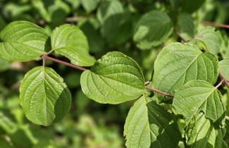 Afbeelding Rode kornoelje - Cornus sanguinea