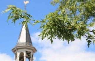 Afbeelding Zilveresdoorn  'Laciniatum Wieri' - Acer saccharinum 'Laciniatum Wieri'