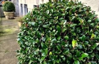 Afbeelding Blauwe Hulst - Ilex meserveae 'Blue Angel'