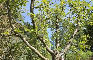 Afbeelding appelras collina - Malus domestica 'Collina'