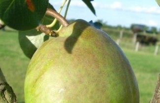 Afbeelding Handpeer "Beurre Alexandre Lucas"   - Pyrus communis 'Beurre Alexandre Lucas'