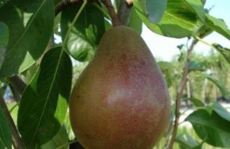 Afbeelding Handpeer  "Beurre Clairgeau"   - Pyrus communis 'Beurre Clairgeau'