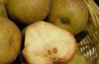 Afbeelding Handpeer "Bloedpeer" - Pyrus communis 'Bloedpeer'