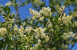 Afbeelding Haagliguster - Ligustrum ovalifolium