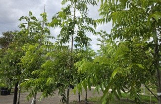 Afbeelding Pecannoot - Carya illinoinensis 'Wichita'