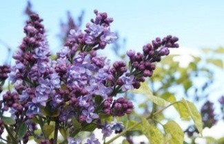 Afbeelding Sering 'Aucubaefolia' - Syringa vulgaris 'Aucubaefolia'